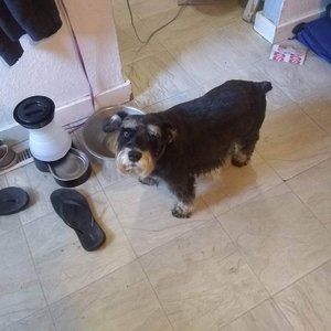 Meet your Posher, Dixie